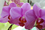 2009-04-12_15-21-18_DSC_0989.jpg