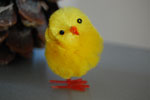 Photos