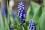 2009-04-15_12-27-08_DSC_1017.jpg