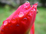 2009-04-18_11-42-34_IMGP5511.jpg