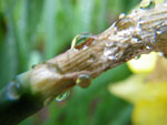 2009-04-18_11-43-12_IMGP5513.jpg