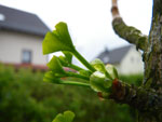 2009-04-18_11-43-25_IMGP5514.jpg