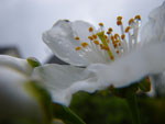2009-04-18_11-43-55_IMGP5516.jpg