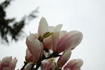 2009-04-18_13-38-05_DSC_1085.jpg