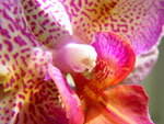 2009-04-19_13-33-24_IMGP5526.jpg