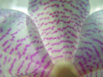 2009-04-19_13-33-49_IMGP5528.jpg