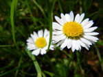 2009-04-19_13-45-21_IMGP5584.jpg