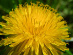 2009-04-19_13-45-57_IMGP5587.jpg