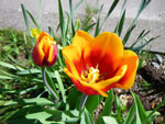 2009-04-21_11-13-42_IMGP5616.jpg