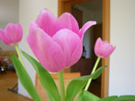 2009-04-22_11-32-22_IMGP5629.jpg