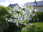 2009-04-22_11-55-09_IMGP5630.jpg