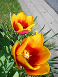 2009-04-22_11-55-45_IMGP5633.jpg