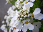 2009-04-23_13-00-20_IMGP5649.jpg