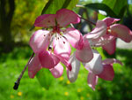 2009-04-25_14-58-28_IMGP5738.jpg