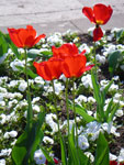 2009-04-25_15-12-01_IMGP5742.jpg