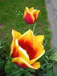 2009-04-29_14-38-43_IMGP5823.jpg