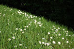 2009-05-02_17-45-33_DSC_1112.jpg