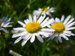 2009-05-03_16-36-06_IMGP5901.jpg