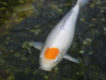 2009-05-06_15-55-06_CIMG7516.jpg