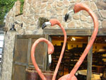2009-05-06_15-58-56_CIMG7529.jpg