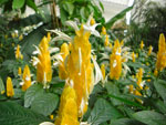 2009-05-06_16-05-04_CIMG7539.jpg