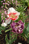 2009-05-07_14-52-46_DSC_1348.jpg