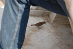 2009-05-07_15-02-02_DSC_1383.jpg