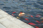 2009-05-07_15-10-35_DSC_1392.jpg