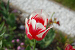 2009-05-07_15-57-03_DSC_1523.jpg