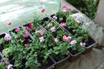 2009-05-09_15-51-27_DSC_1633.jpg