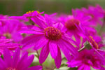 2009-05-09_15-51-53_DSC_1638.jpg