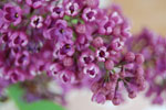 2009-05-09_15-59-44_DSC_1640.jpg