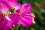 2009-05-09_16-12-45_DSC_1652.jpg