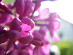 2009-05-10_17-47-55_IMGP5995.jpg