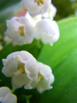 2009-05-10_18-56-24_IMGP6027.jpg