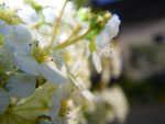 2009-05-10_19-01-16_IMGP6047.jpg