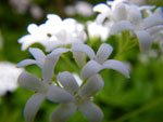 2009-05-10_19-02-51_IMGP6057.jpg
