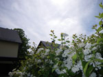 2009-05-12_14-55-54_IMGP6103.jpg