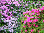 2009-05-12_19-38-31_IMGP6143.jpg