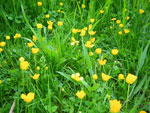 2009-05-12_19-41-55_IMGP6155.jpg