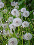 2009-05-12_19-42-57_IMGP6157.jpg