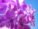 2009-05-17_16-56-14_IMGP6278.jpg