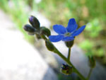 2009-05-19_13-15-23_IMGP6329.jpg