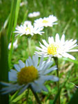 2009-05-19_13-16-34_IMGP6334.jpg