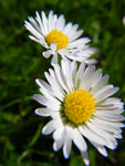 2009-05-23_17-14-57_IMGP6377.jpg