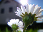 2009-05-23_17-16-24_IMGP6383.jpg