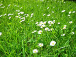 2009-05-23_17-17-11_IMGP6388.jpg