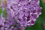 Photos