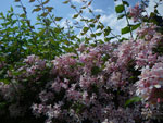 2009-05-26_14-12-29_IMGP6404.jpg