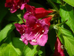 2009-05-26_14-12-49_IMGP6405.jpg